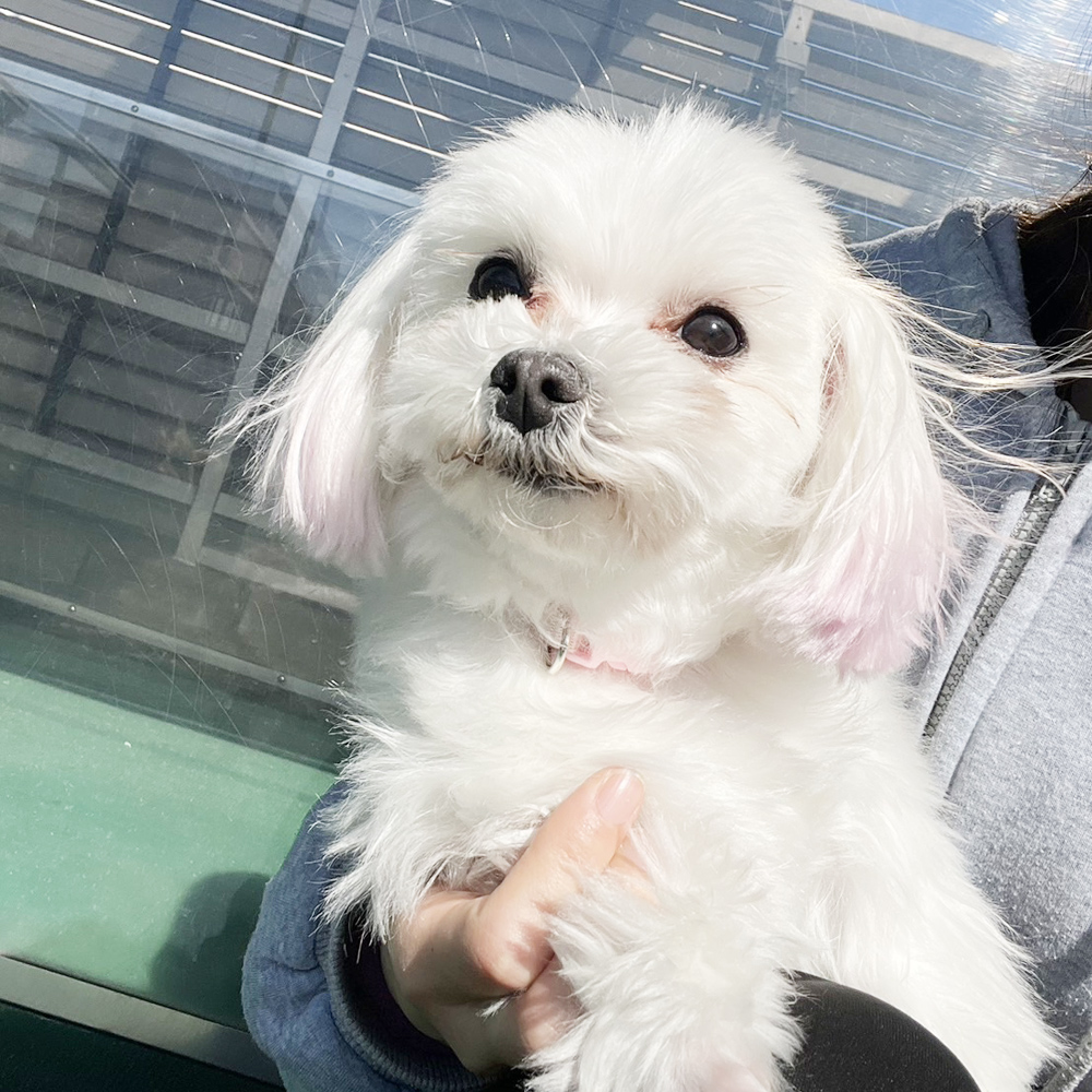 生徒が撮影したモデル犬たちの写真！